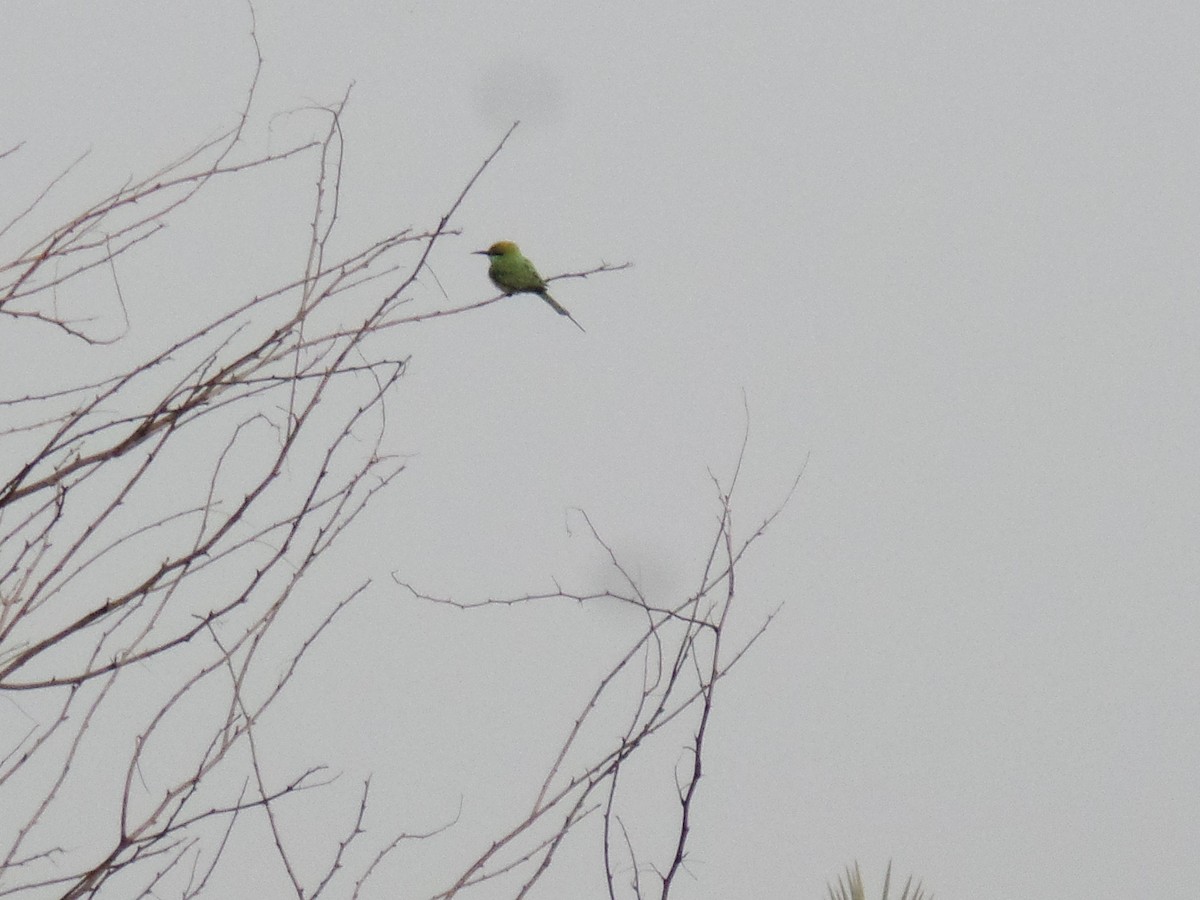 Asian Green Bee-eater - ML412771251