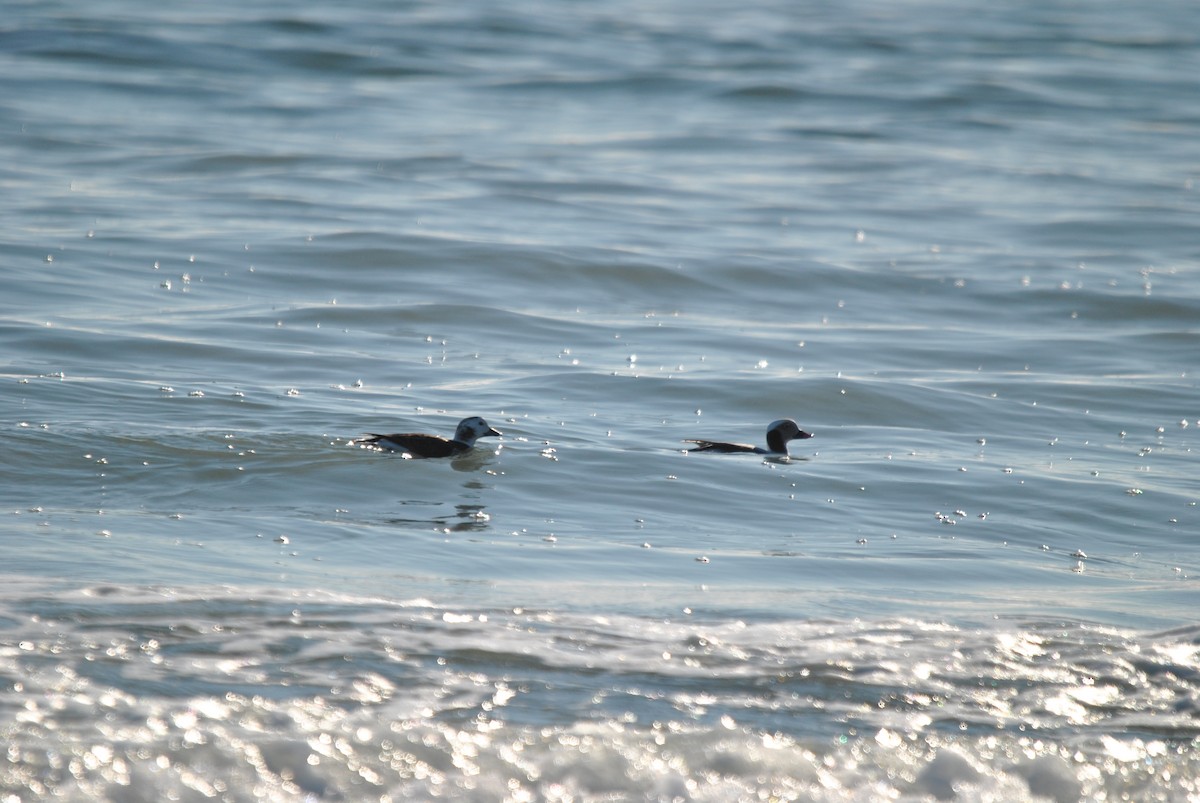 Long-tailed Duck - ML412773911