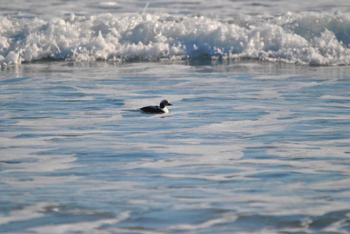 Long-tailed Duck - ML412773941