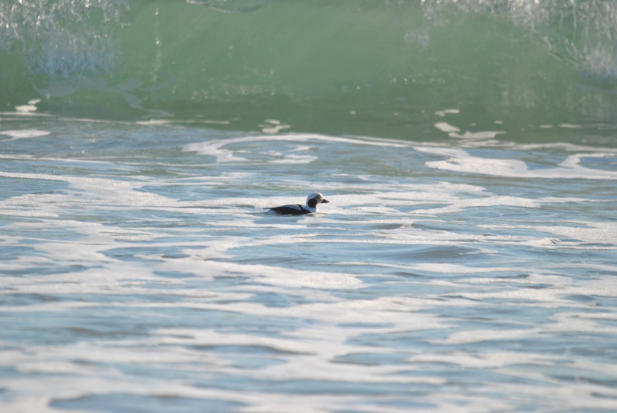 Long-tailed Duck - ML412773961