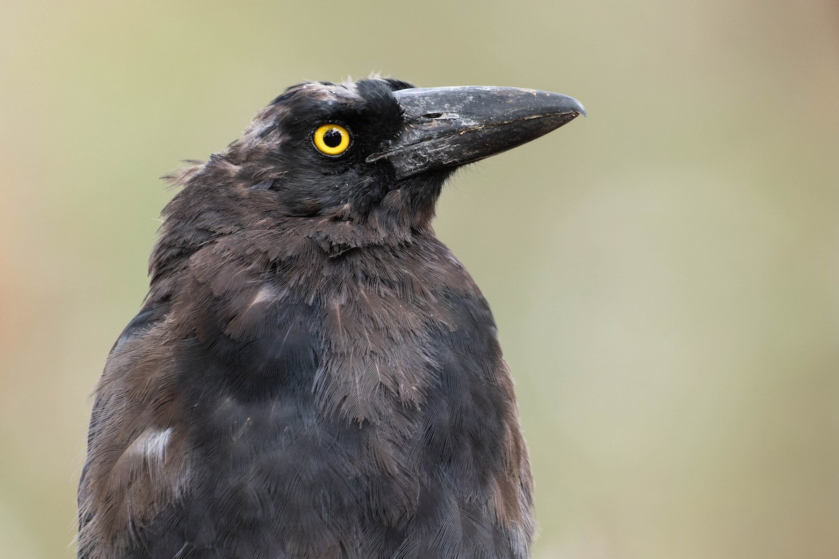 Pied Currawong - ML412775261