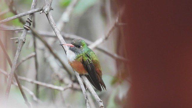 Amazilia Hummingbird - ML412780421