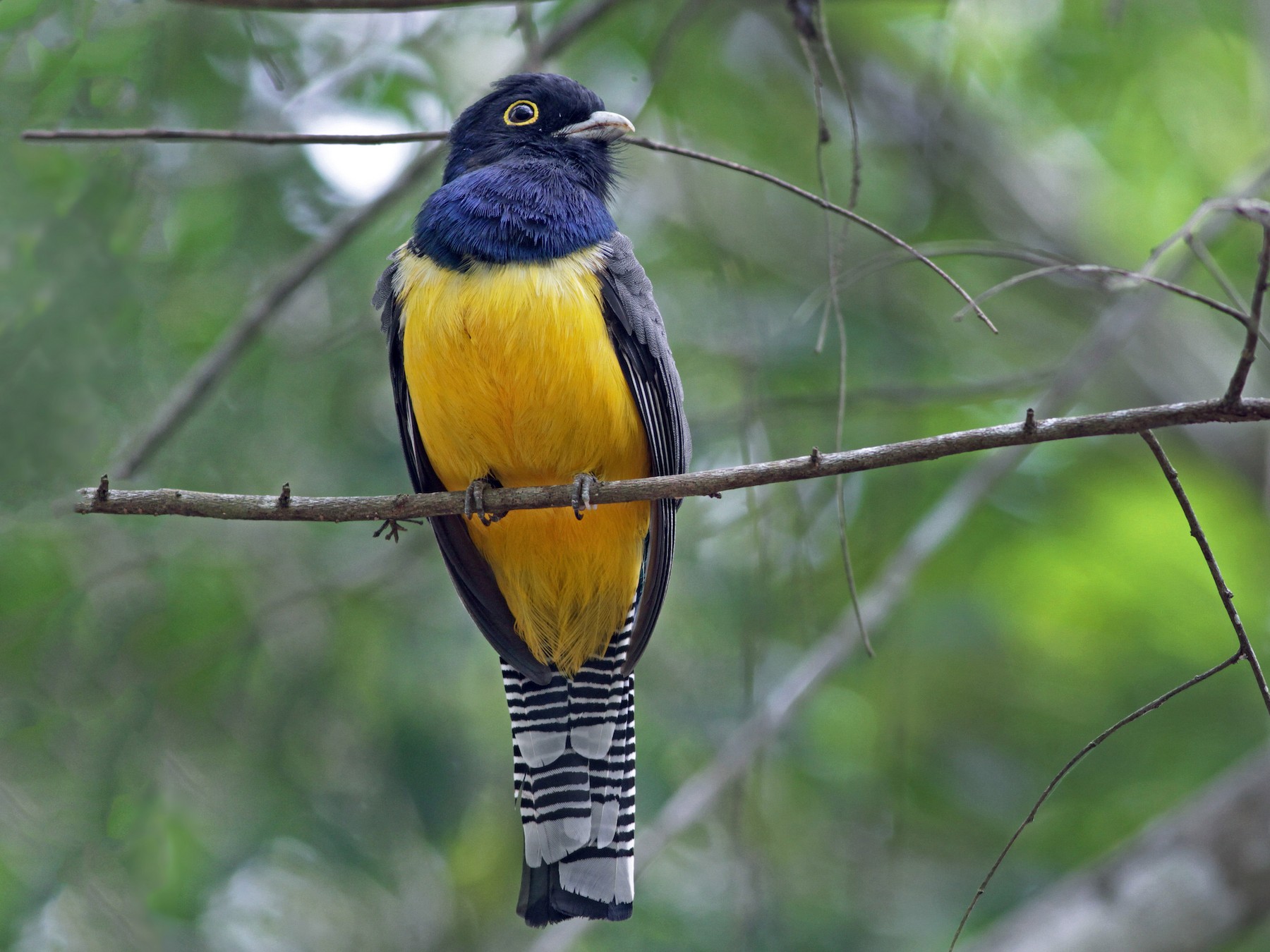 Gartered Trogon - Ian Davies