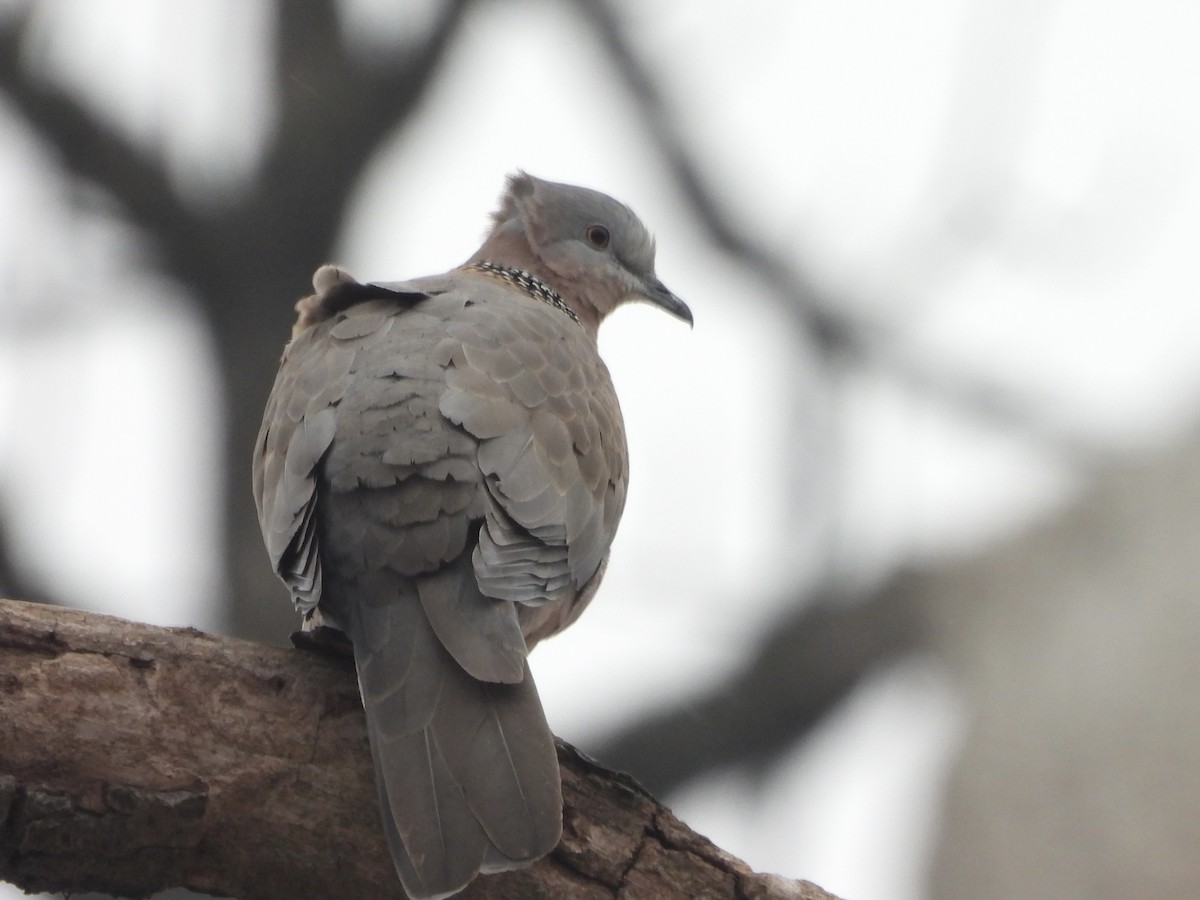Spotted Dove - ML412786301