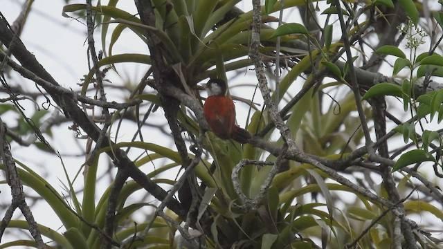 Scarlet-backed Woodpecker - ML412793281
