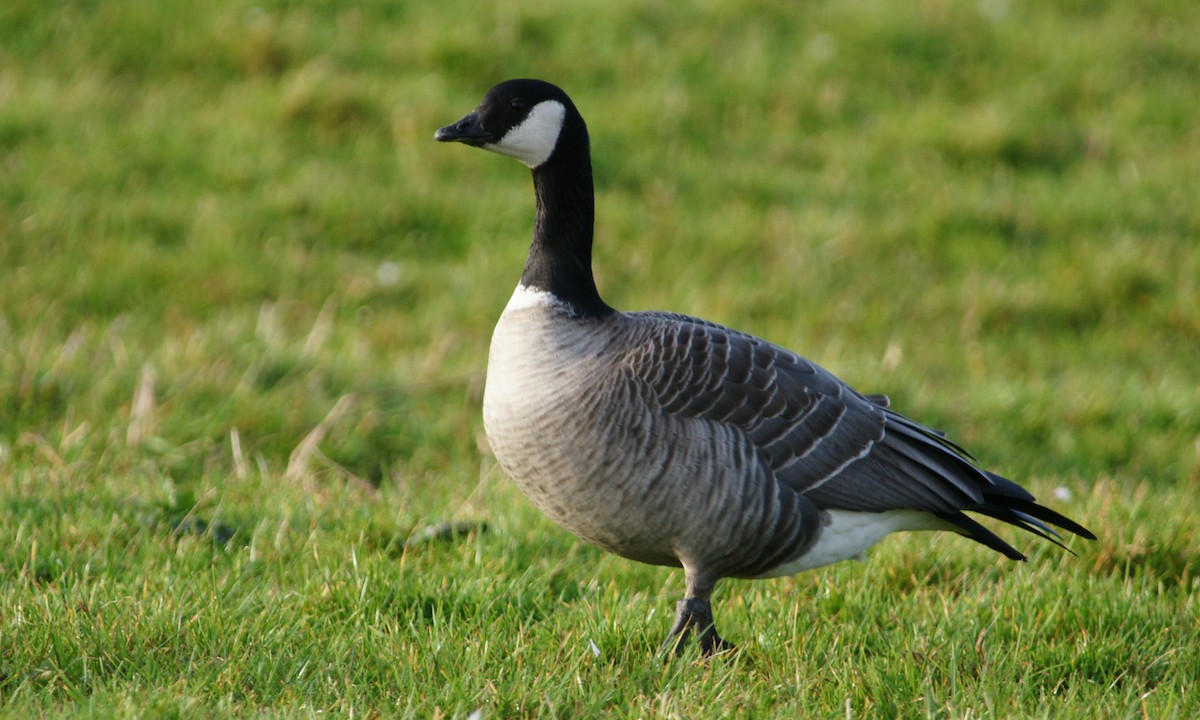Cackling Goose - Steve Percival