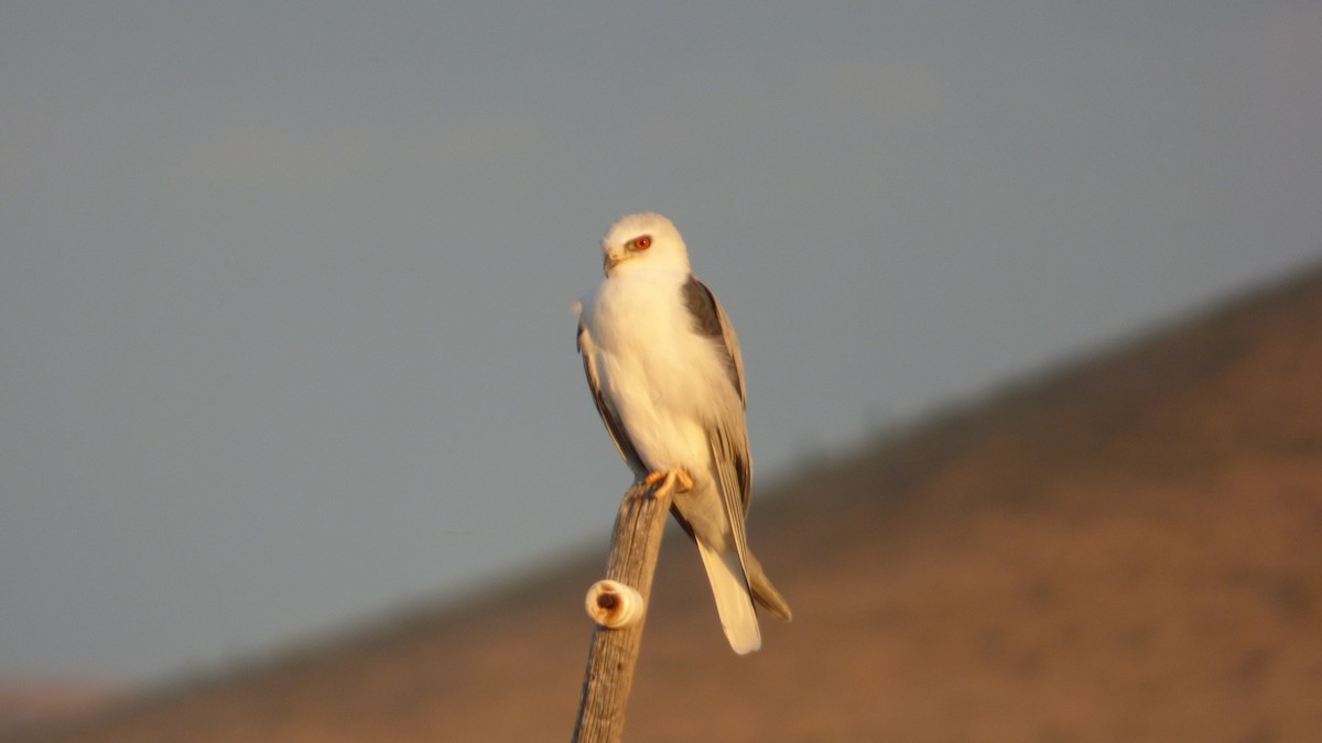 White-tailed Kite - Romey Swanson