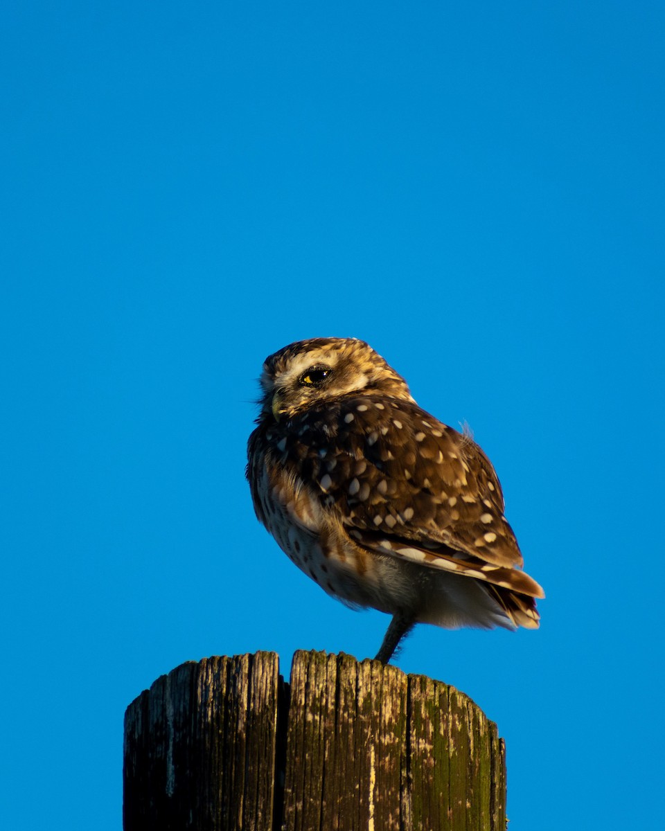 Burrowing Owl - Santiago Fernández Baldi