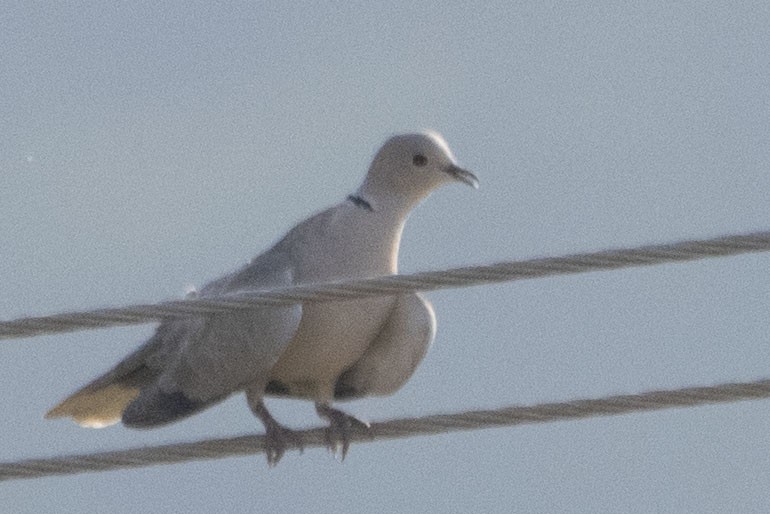 Eurasian Collared-Dove - M Vinay