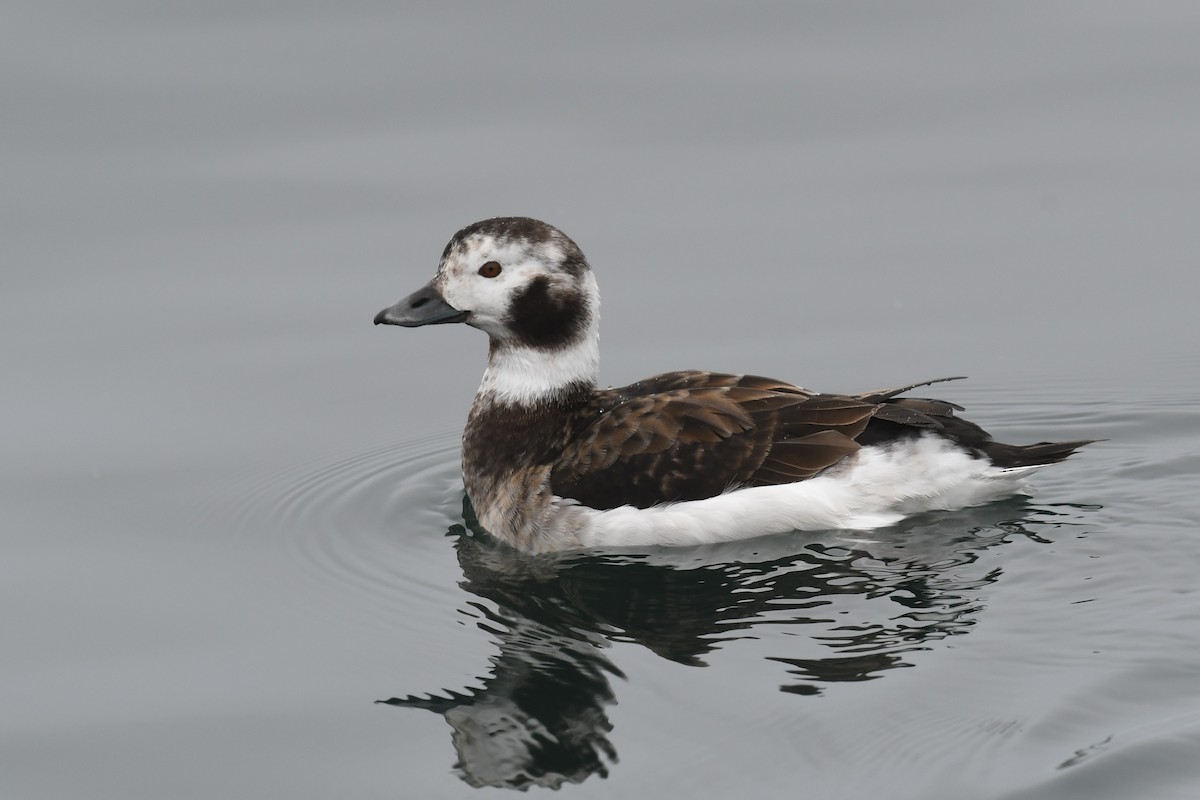 Long-tailed Duck - ML412808161