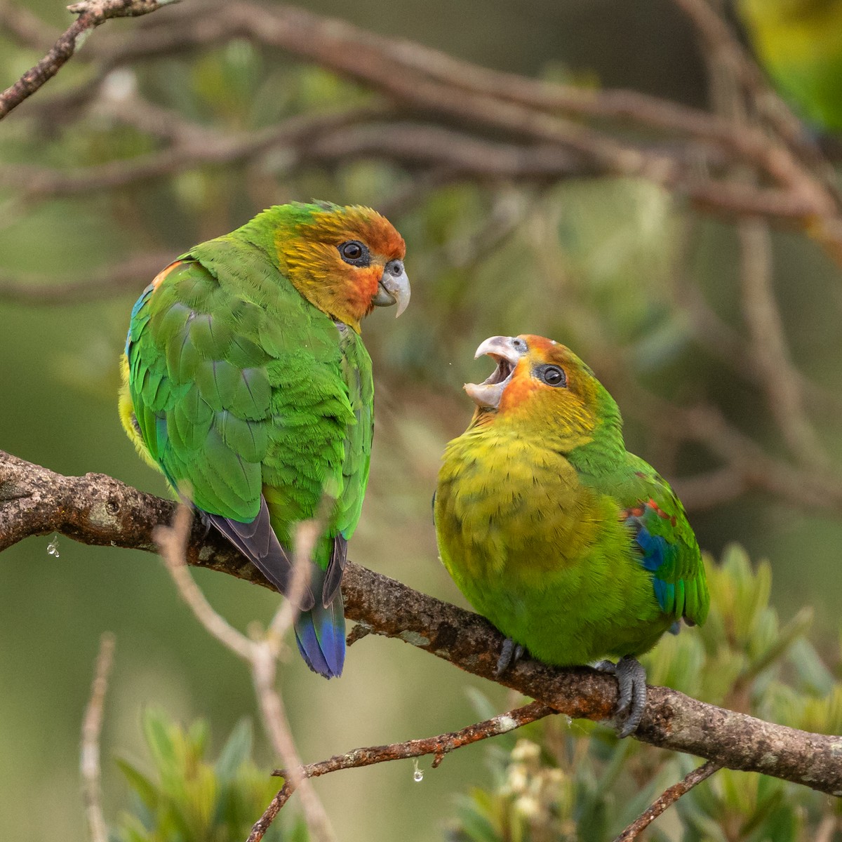 Rusty-faced Parrot - ML412808741