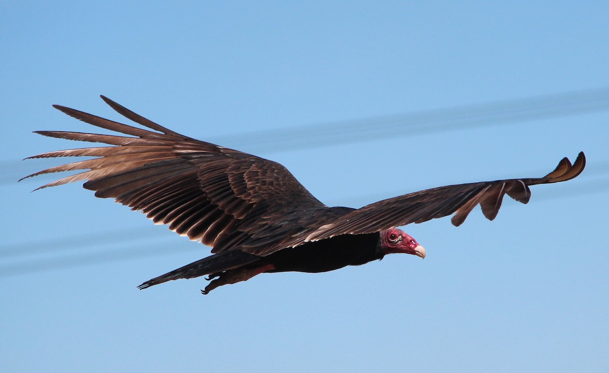 Turkey Vulture - ML41280971