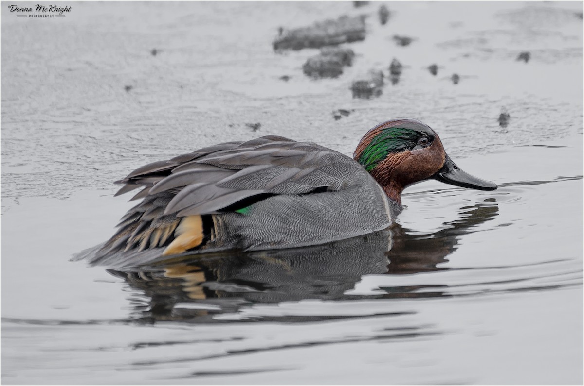 Green-winged Teal - ML412810791