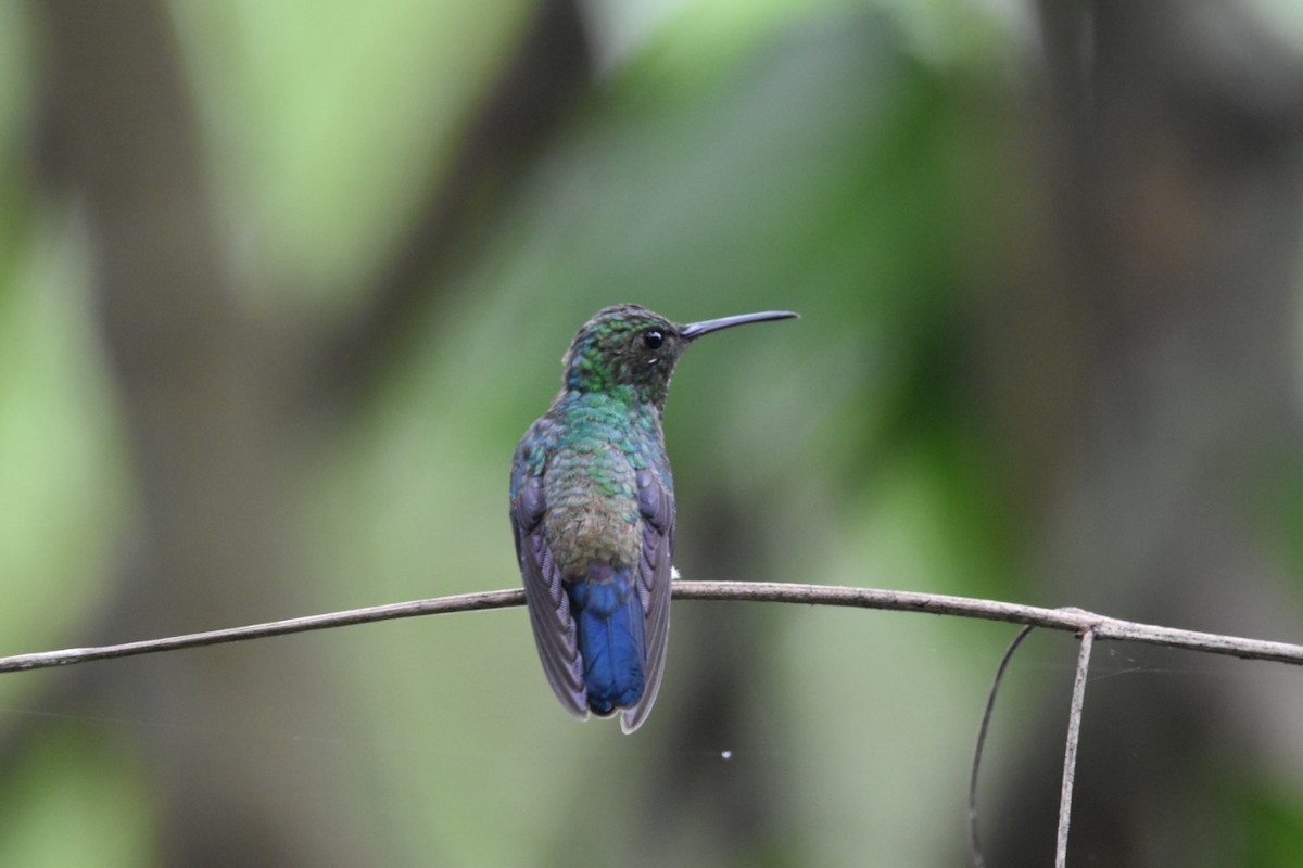 Steely-vented Hummingbird - Carlos Adrián Granados Cáceres
