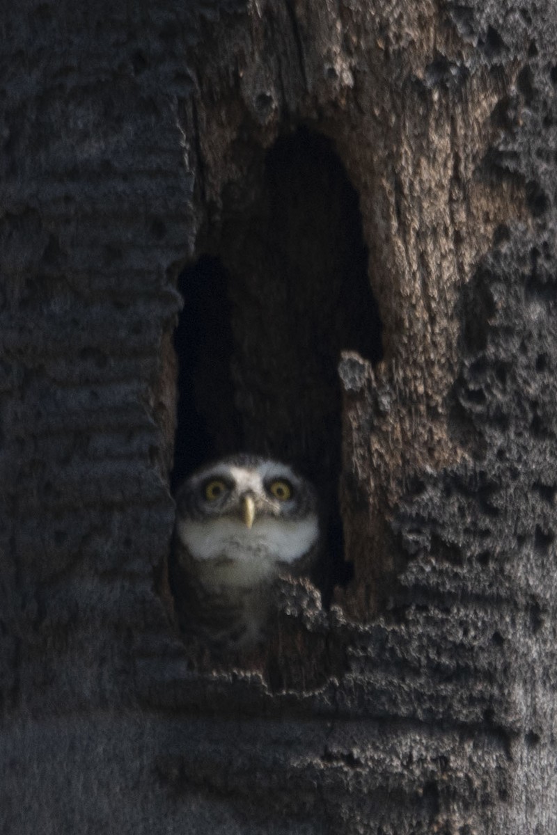 Spotted Owlet - ML412812031