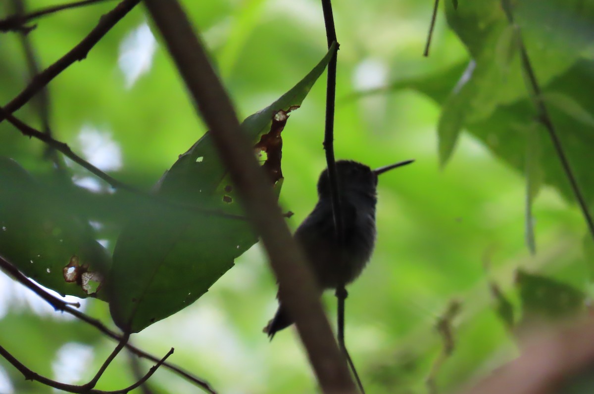 Violet-headed Hummingbird - Julio Barquero Elizondo