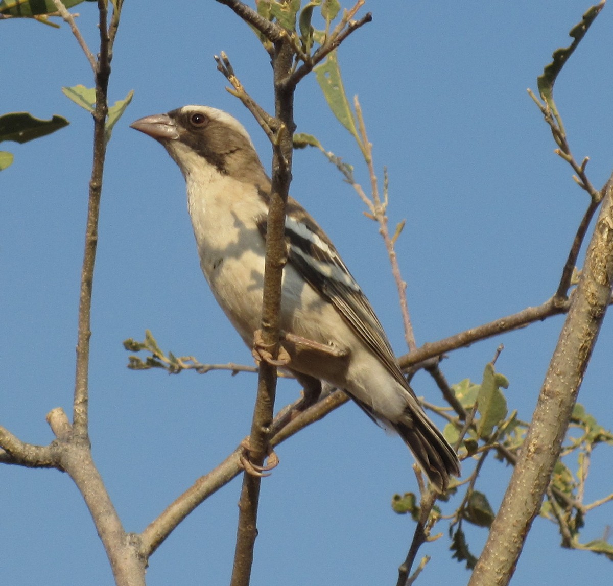 White-browed Sparrow-Weaver - Jesus Abad