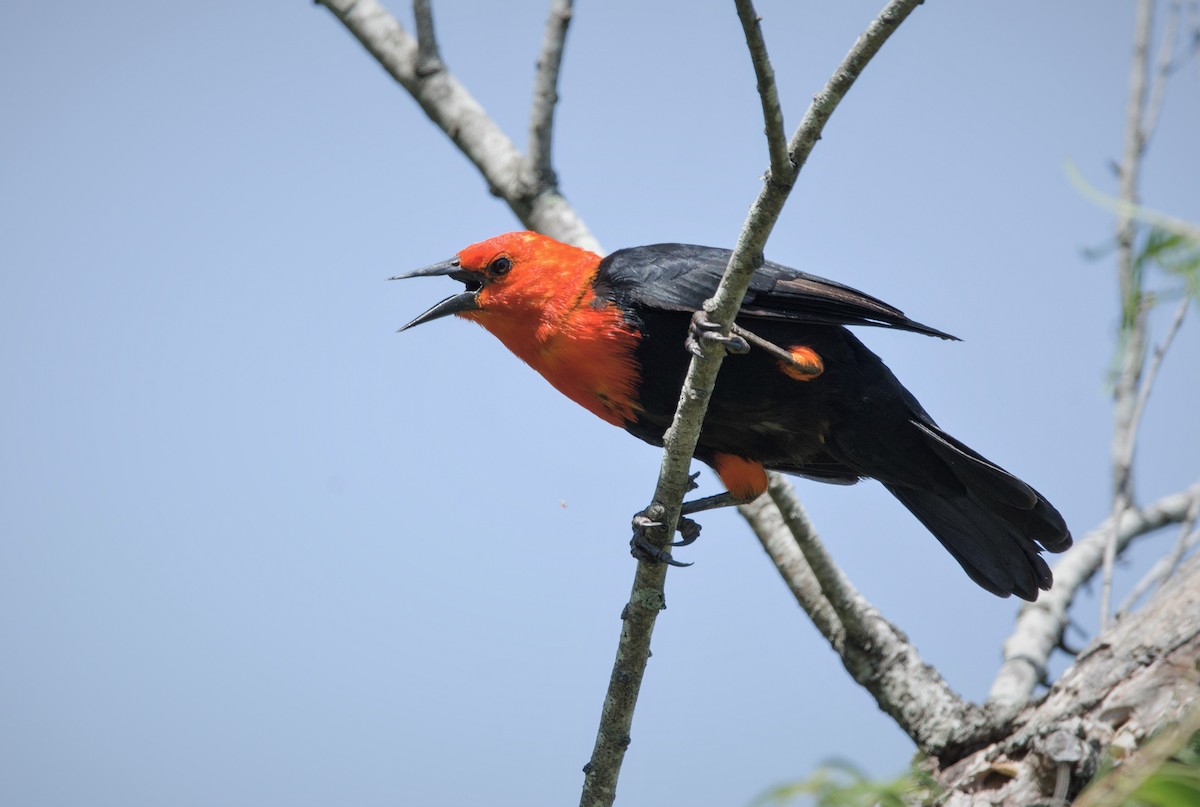 Scarlet-headed Blackbird - ML412817361