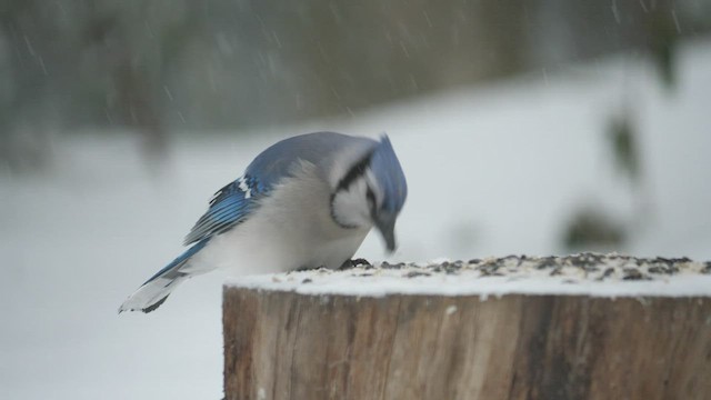 Blue Jay - Vermont eBird