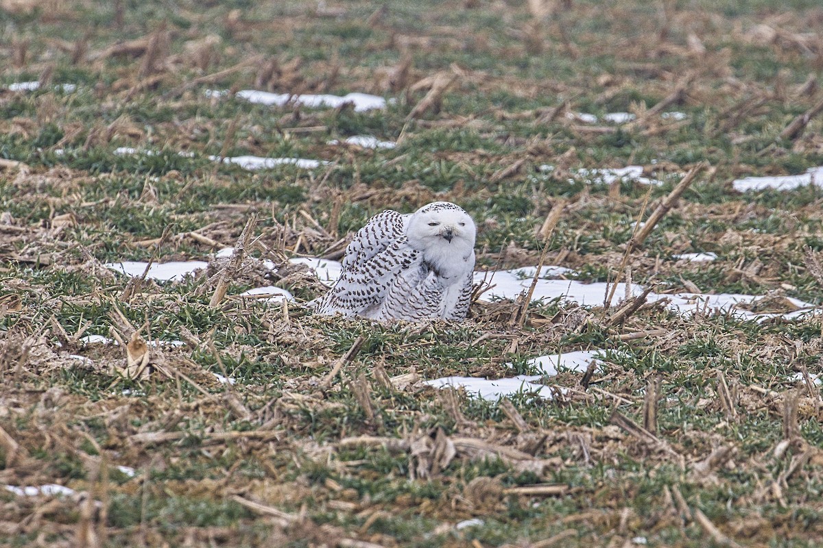 Snowy Owl - ML412823311
