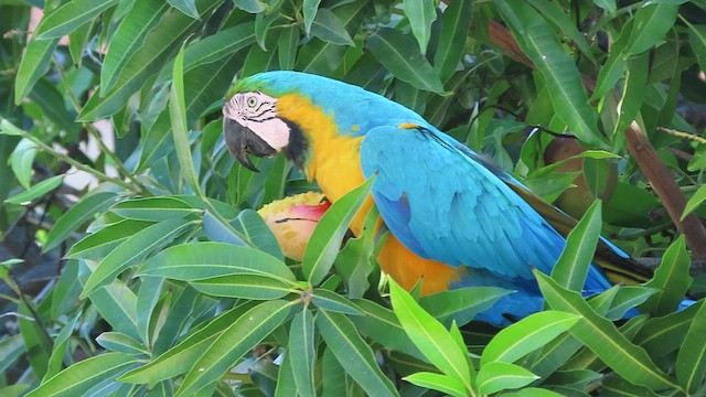 Blue-and-yellow Macaw - ML412823431