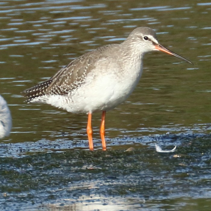 Spotted Redshank - ML412824551