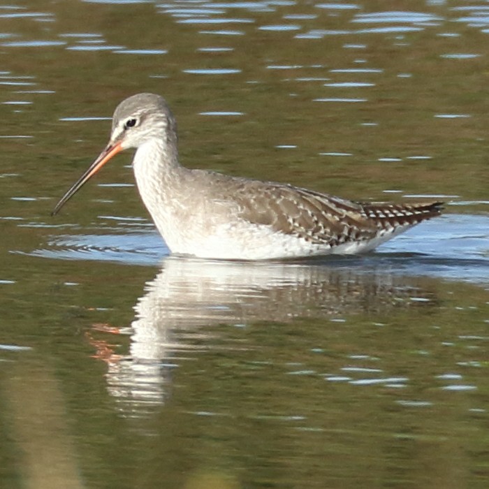 Spotted Redshank - ML412824791