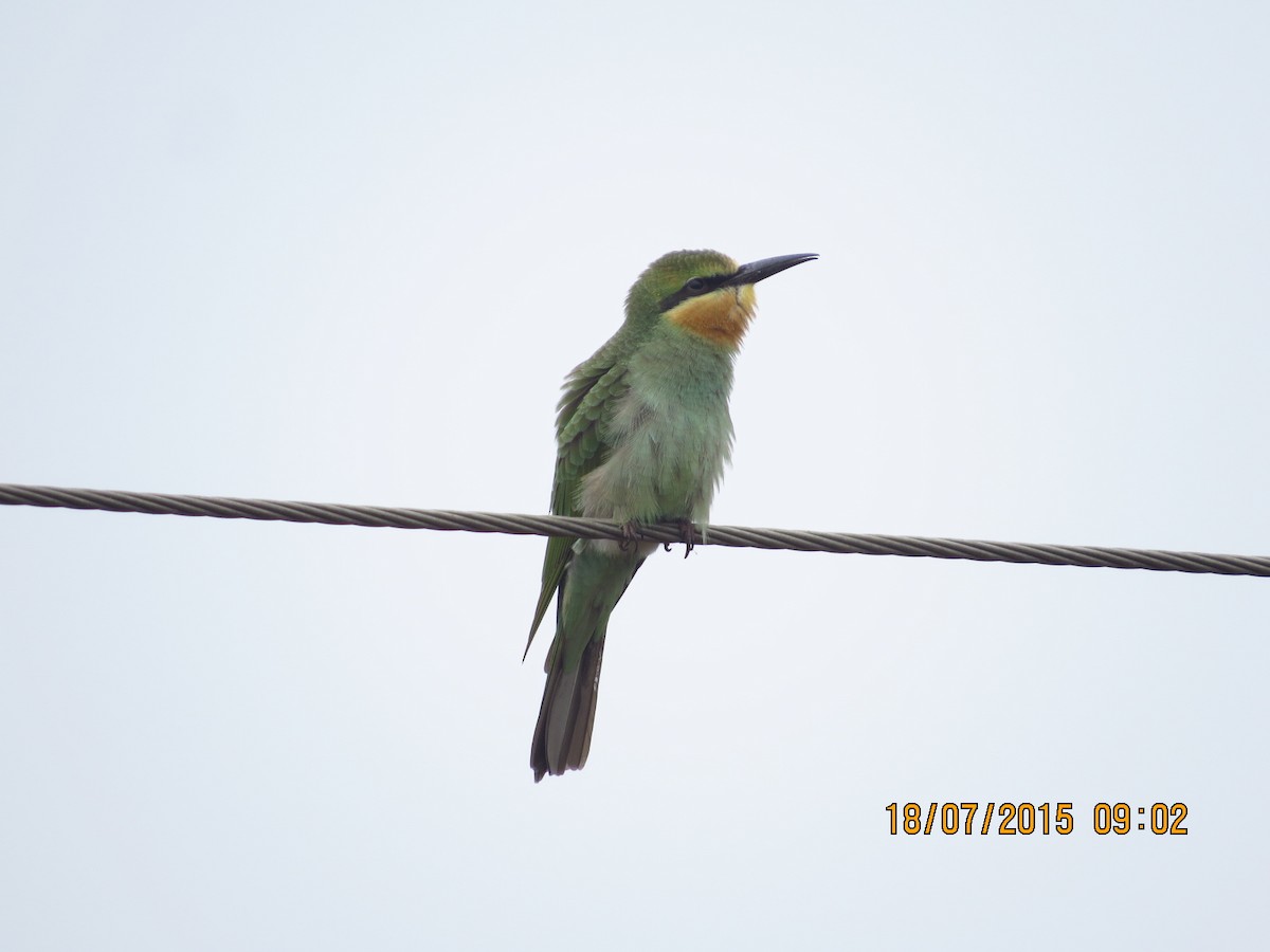 Blue-tailed Bee-eater - Ritvik Singh