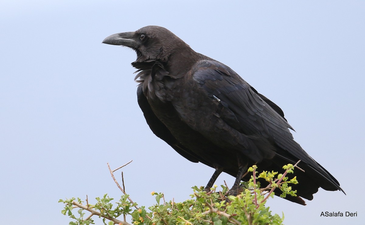 Somali Crow - ML412829201