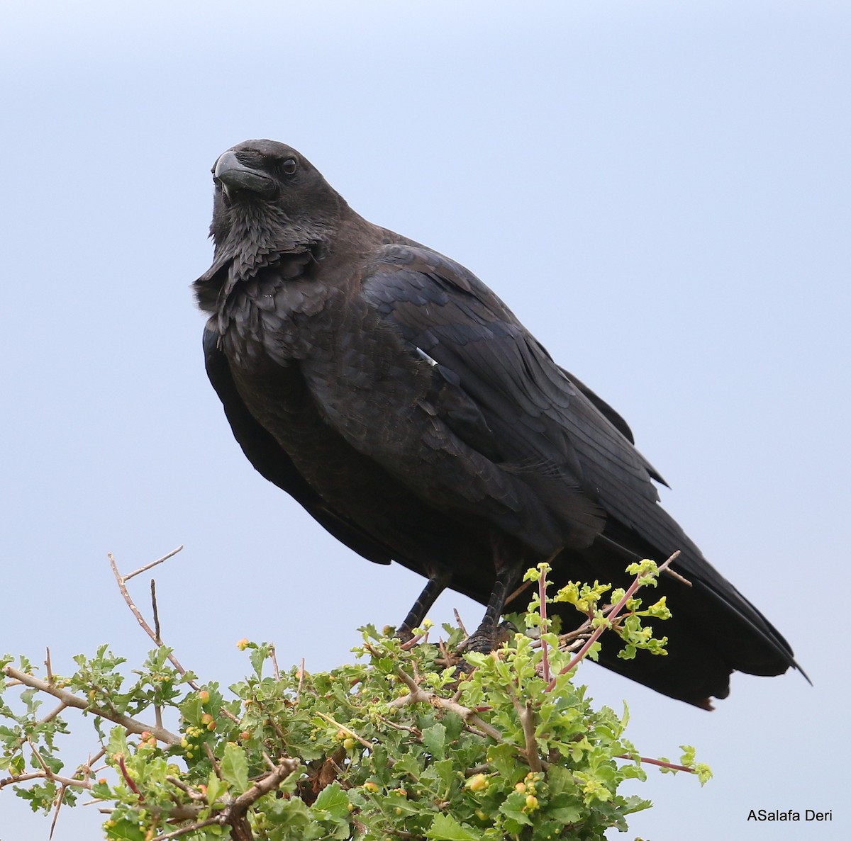 Somali Crow - ML412829301