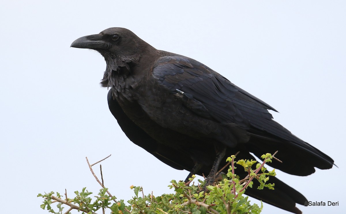 Somali Crow - ML412829351
