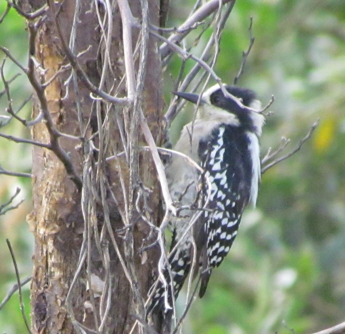 White-fronted Woodpecker - ML412831551