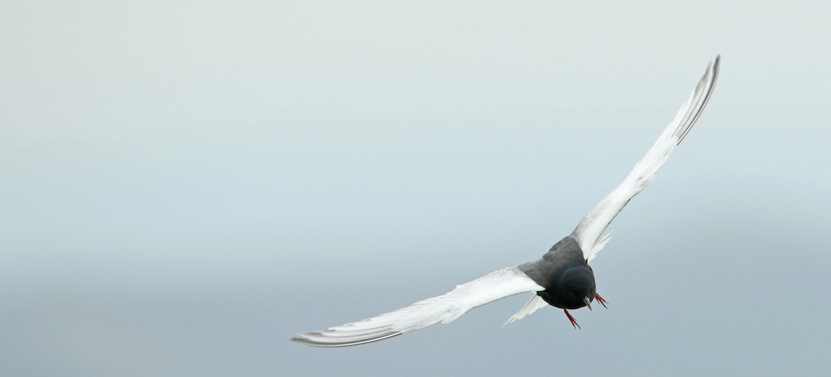 White-winged Tern - ML41283181