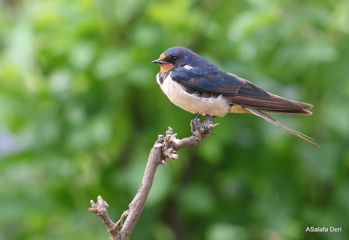 Barn Swallow (White-bellied) - ML412832041