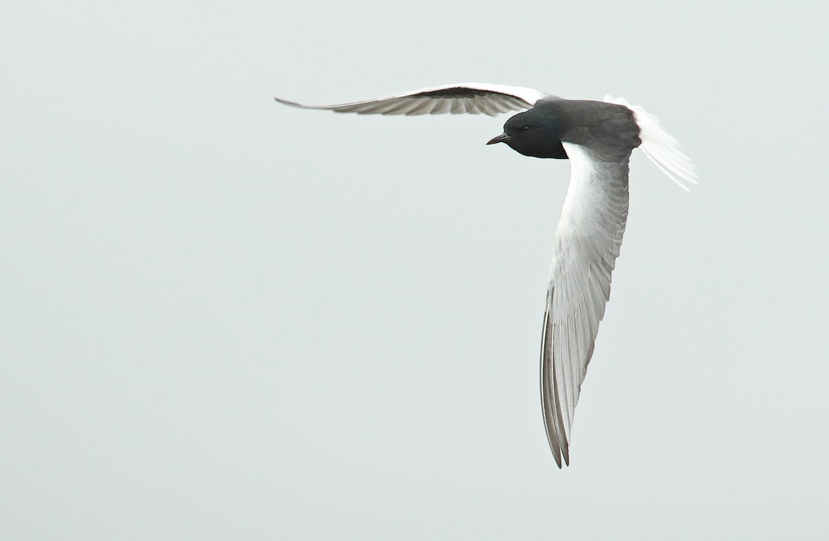 White-winged Tern - Luke Seitz