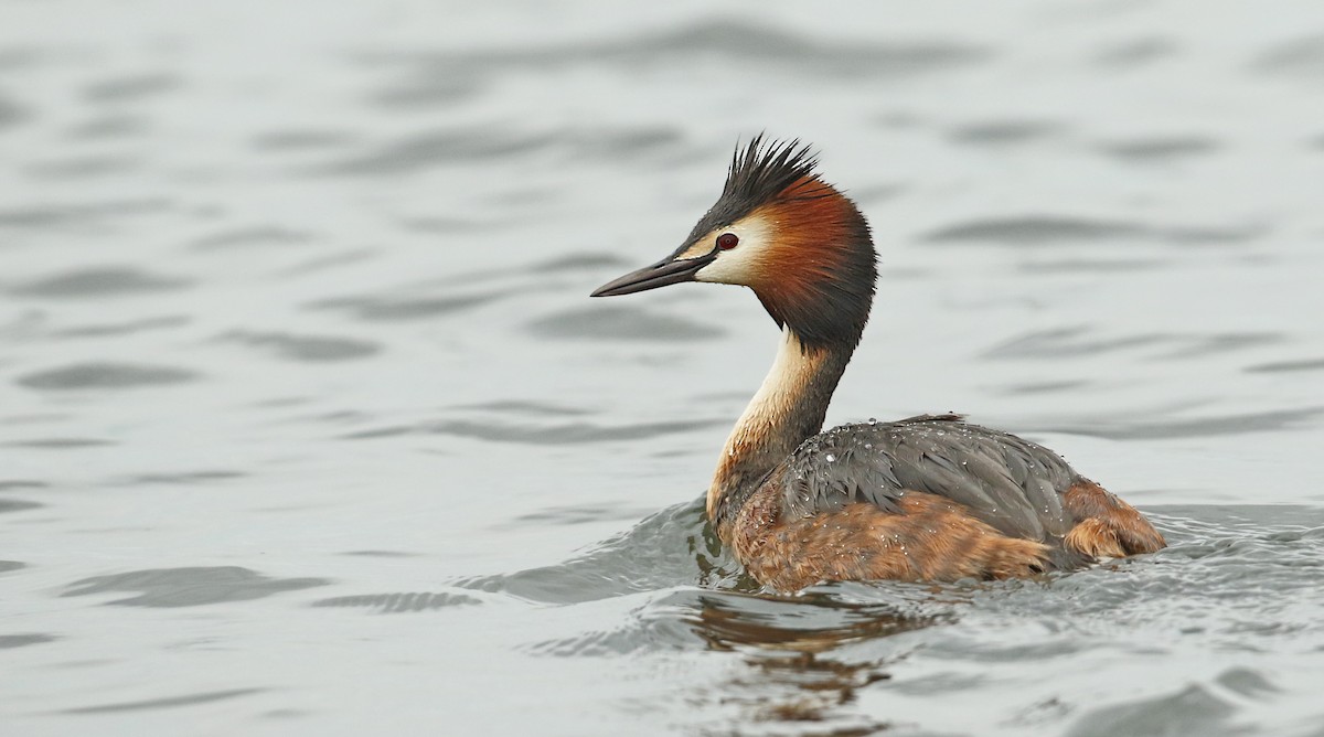 Great Crested Grebe - ML41283271