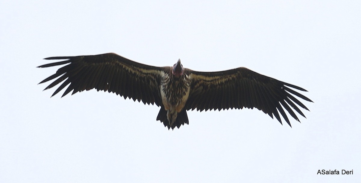 Lappet-faced Vulture - Fanis Theofanopoulos (ASalafa Deri)
