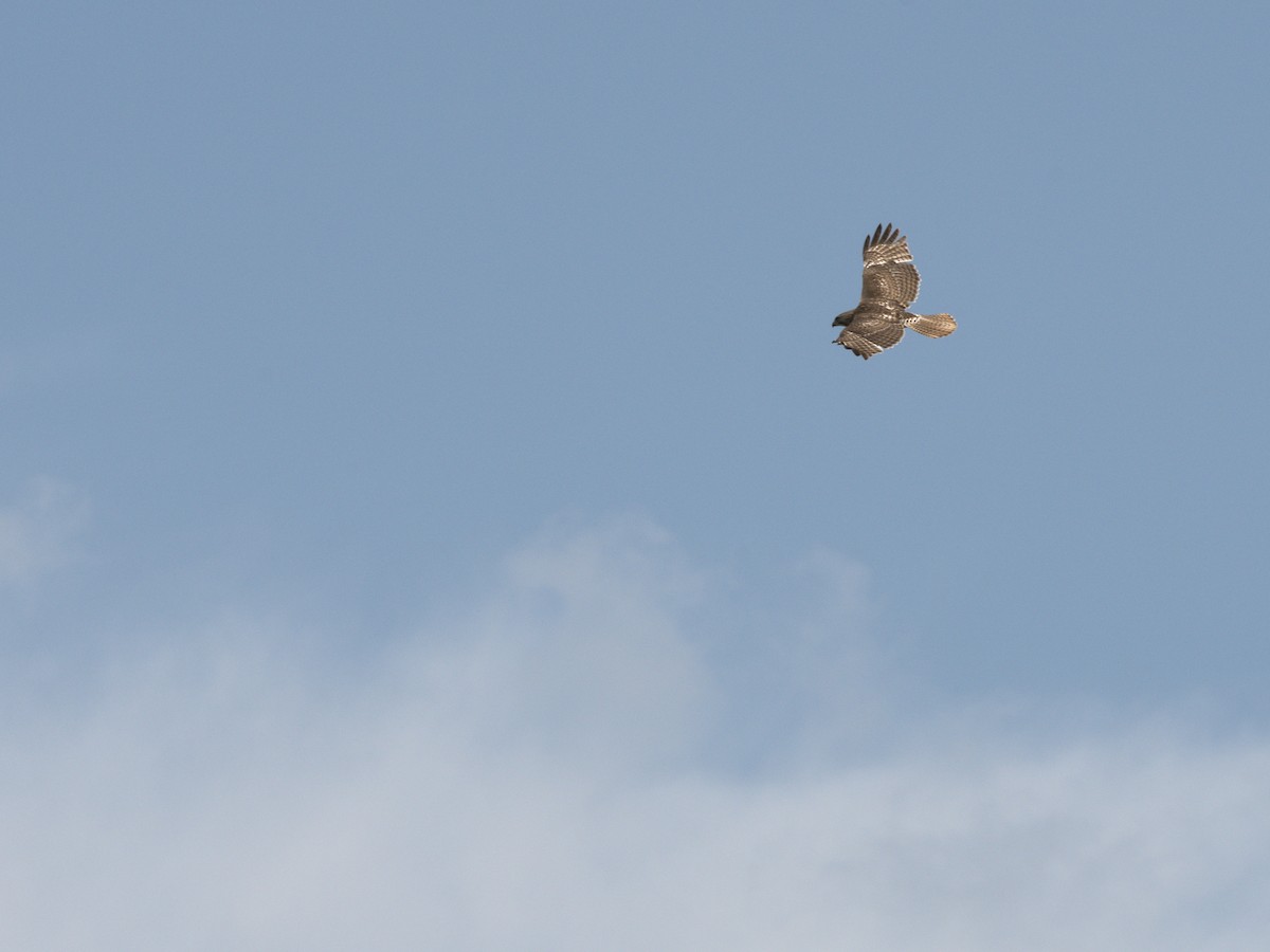 Red-tailed Hawk - ML412839941