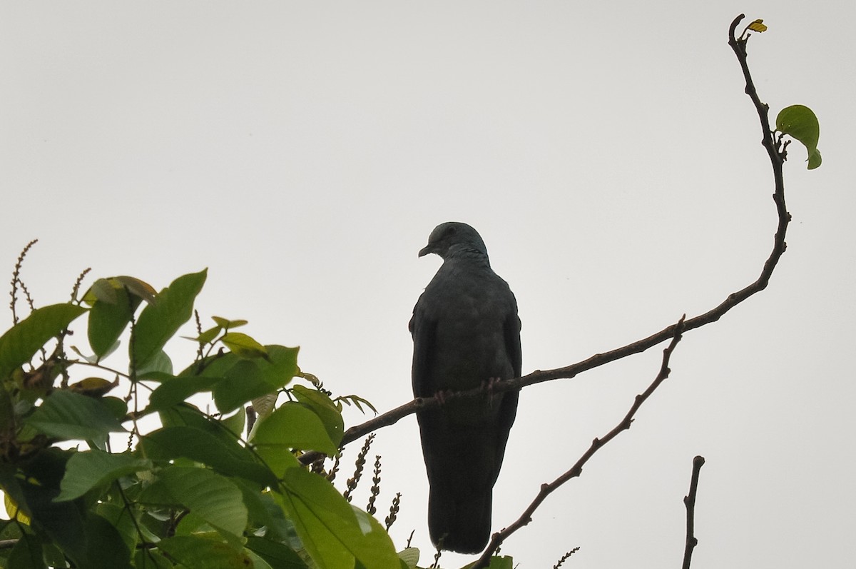 Sao Tome Pigeon - ML412841611