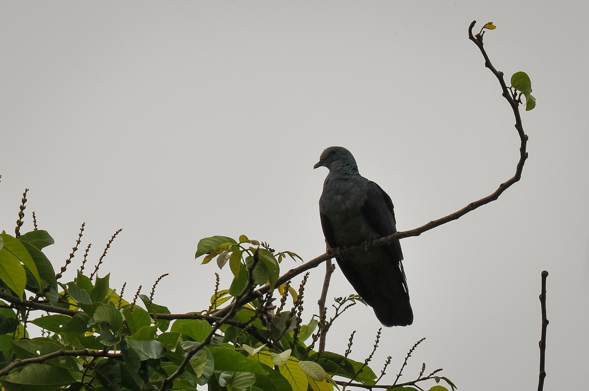 Sao Tome Pigeon - ML412841631
