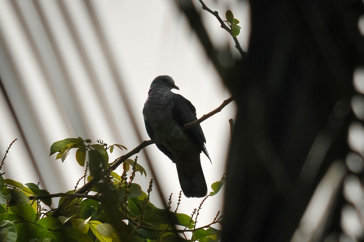 Sao Tome Pigeon - ML412841641