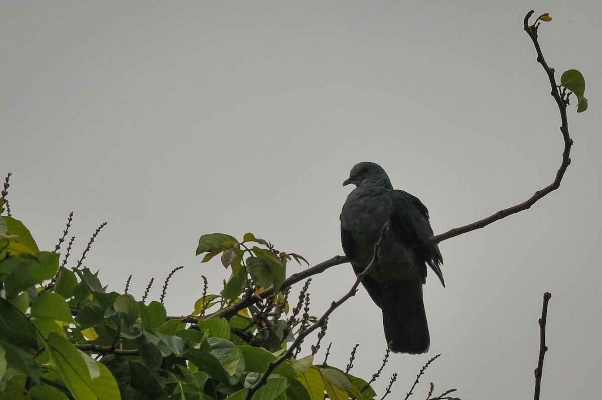 Sao Tome Pigeon - ML412841651