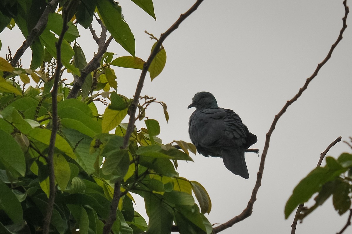 Sao Tome Pigeon - ML412841661