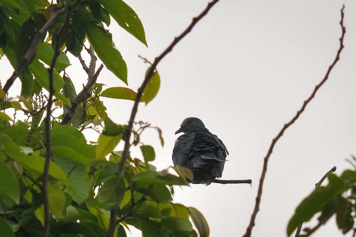 Sao Tome Pigeon - ML412841711