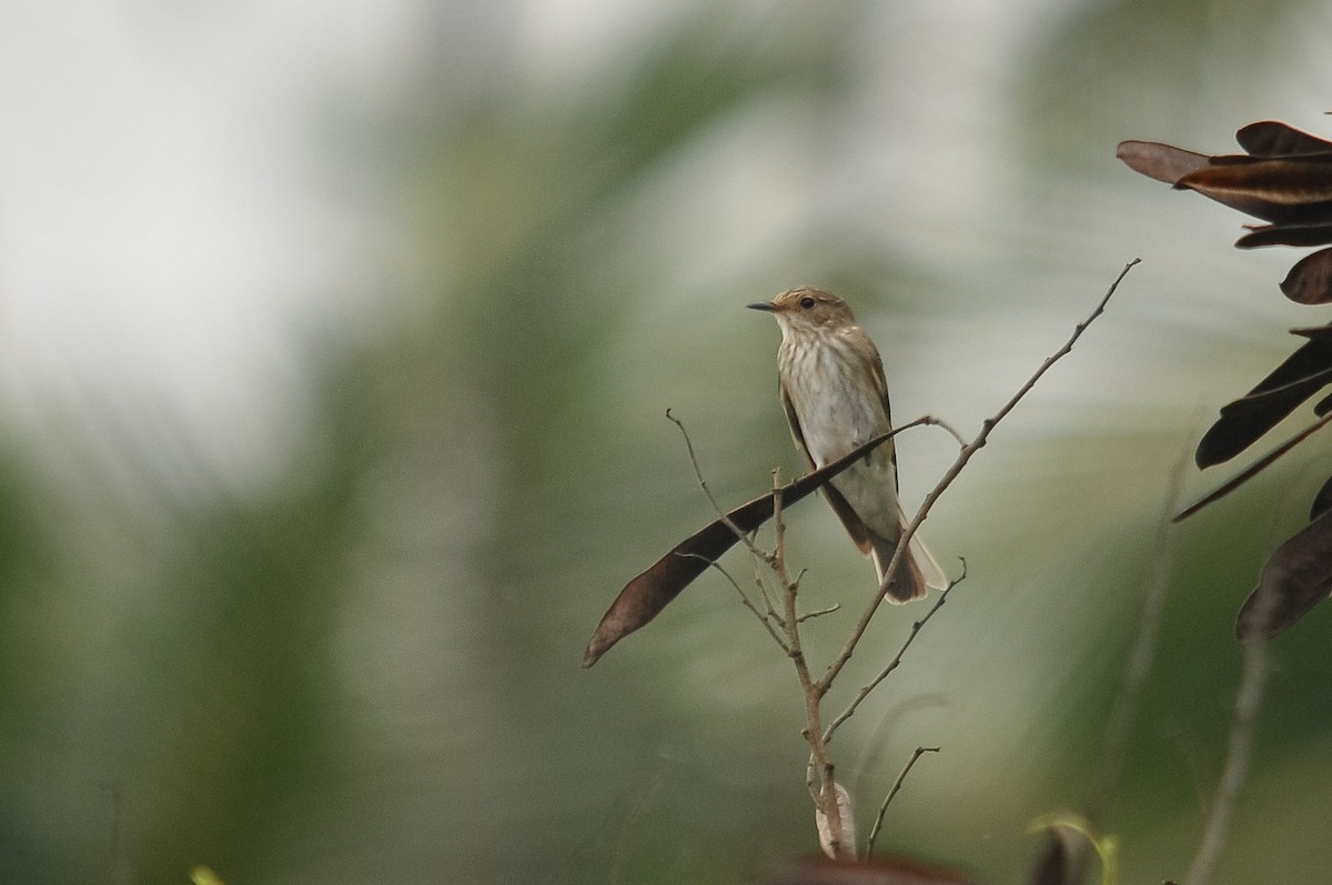 Spotted Flycatcher - Augusto Faustino