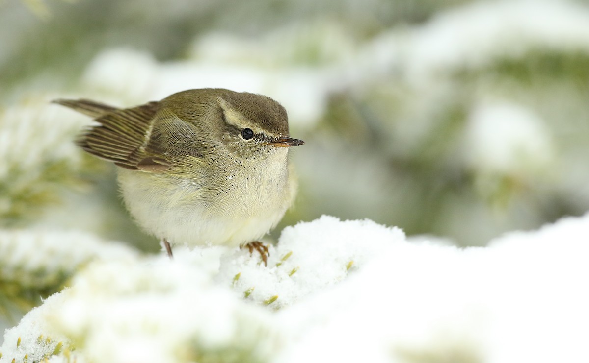 Hume's Warbler - ML41284251