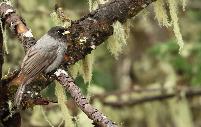 Photos - Sichuan Jay - Perisoreus internigrans - Birds of the World