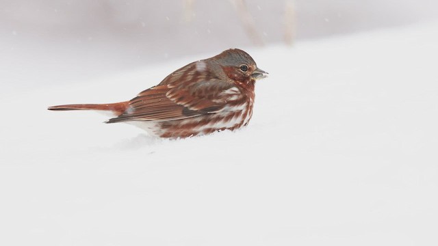 Fox Sparrow (Red) - ML412843491