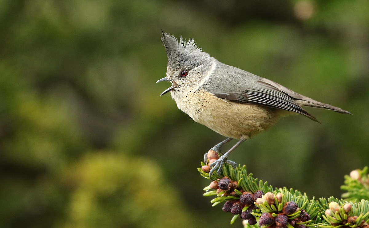 Gray-crested Tit - ML41284391