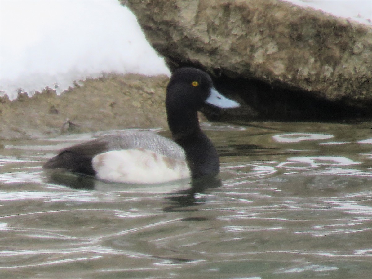 Lesser Scaup - Amy Didion